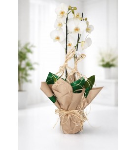 Orkide Çift Dal (İthal)