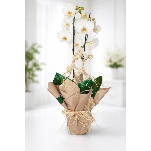 Orkide Çift Dal (İthal)